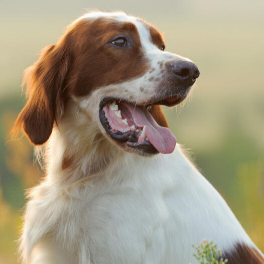 Irish Red and White Setter Dog Breed Purina